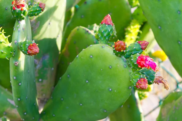 Cactus con flores — Foto de Stock