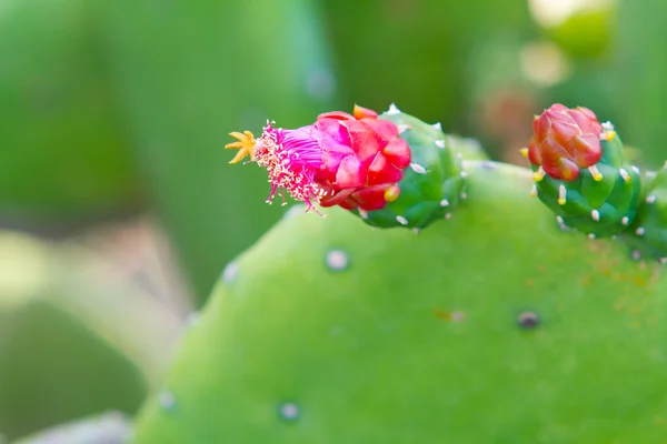 Cactus con flores — Foto de Stock