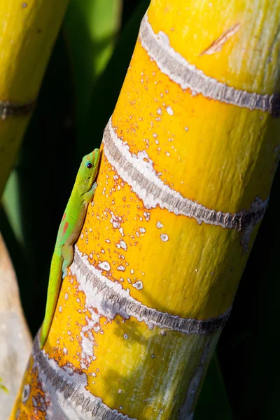 Green gecko ödla — Stockfoto