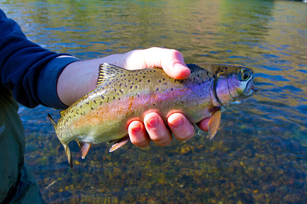 Rainbow Trout Catch Release