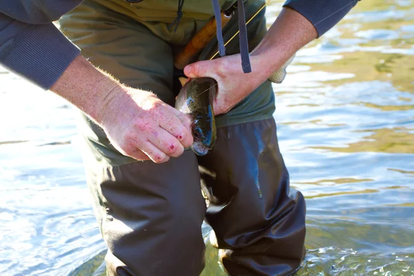 Rainbow Trout Catch Release — Stock Photo, Image