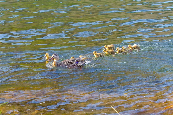 Mother Duck and Chicks — Stock Photo, Image