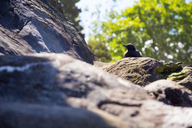 Hayvanat bahçesinde kuşlar