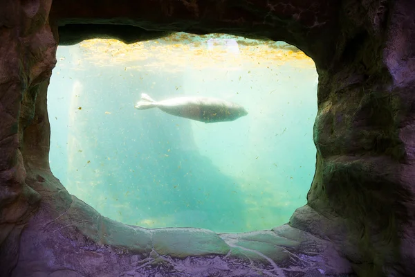 Underwater seal akvarium — Stockfoto