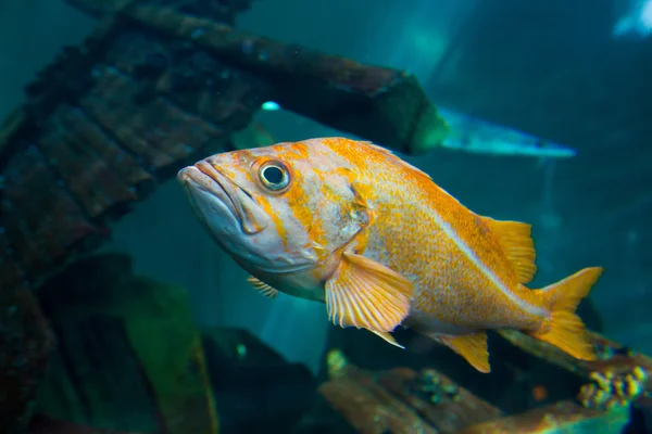 Snapper på aquarium — Stockfoto