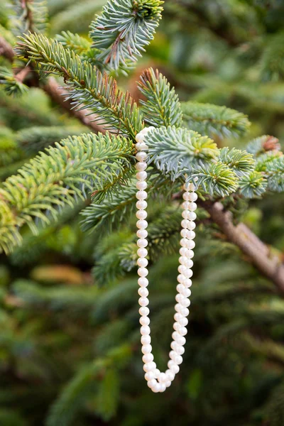 ツリーで真珠のネックレス — ストック写真