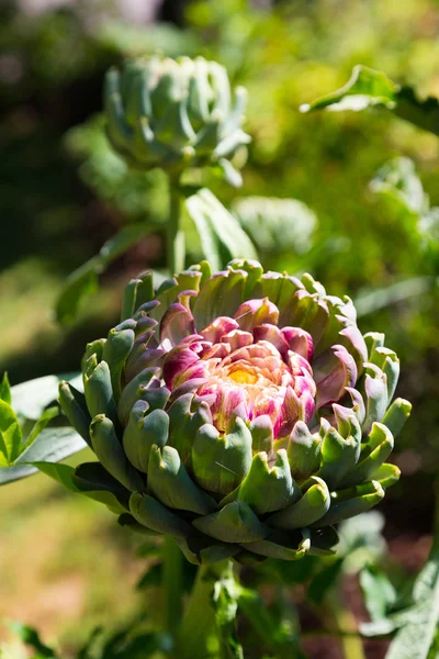 Planta de alcachofa Detalle — Foto de Stock