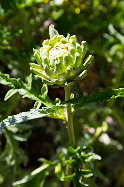 Planta de alcachofa Detalle — Foto de Stock