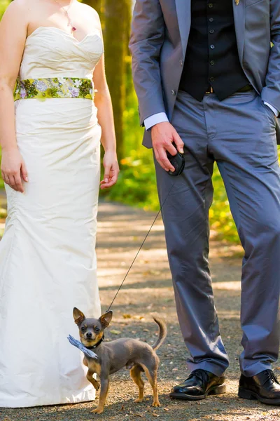 Gelin Damat köpek — Stok fotoğraf