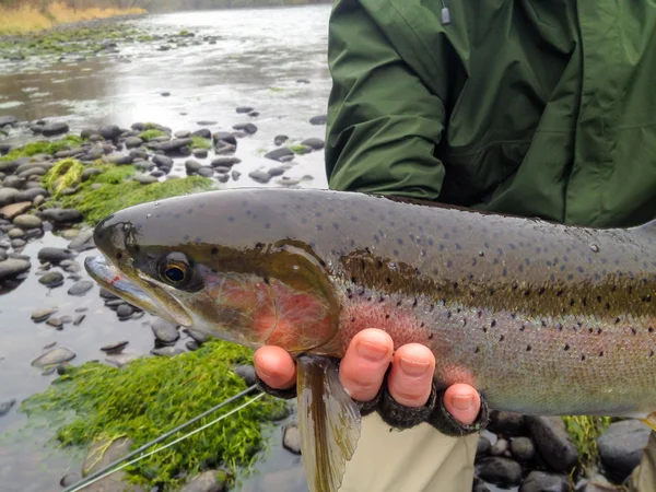 Steelhead ile sinek balıkçı — Stok fotoğraf