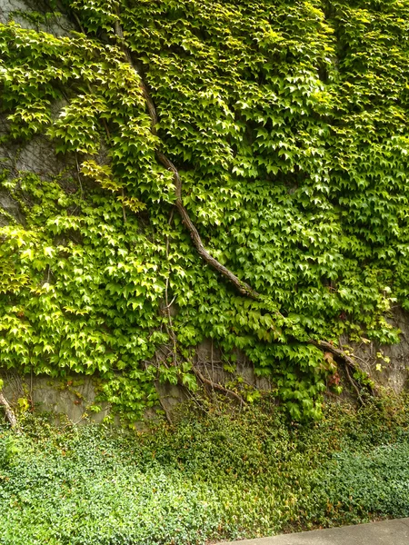 Grüner Efeu bedeckt Mauer — Stockfoto