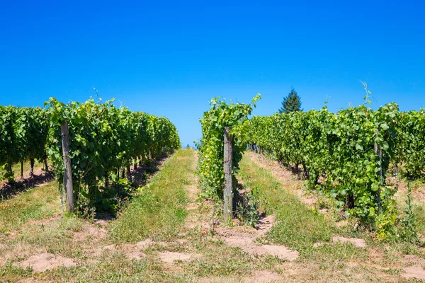 Vinha de uvas para vinho — Fotografia de Stock