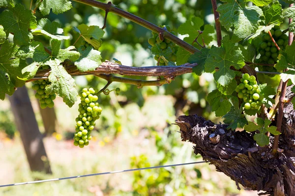 Vineyard of Grapes for Wine — Stock Photo, Image