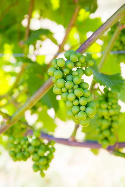 ワイン用ブドウのブドウ園 — ストック写真