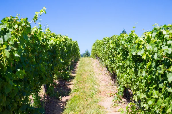 Vinha de uvas para vinho — Fotografia de Stock