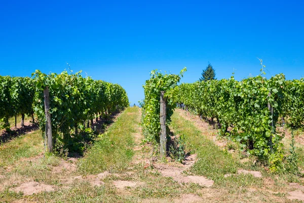 Weinberg mit Trauben für Wein lizenzfreie Stockfotos