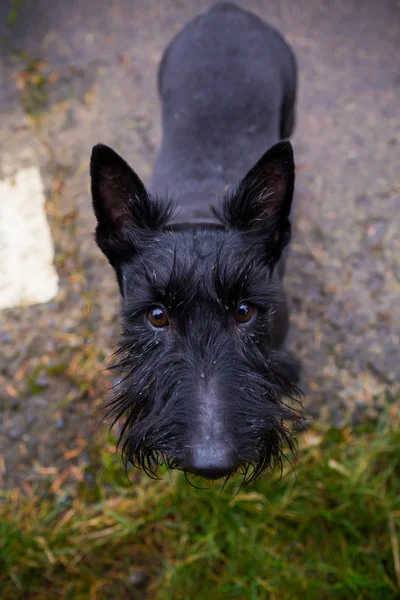 Svart blandade terrier hund utomhus — Stockfoto