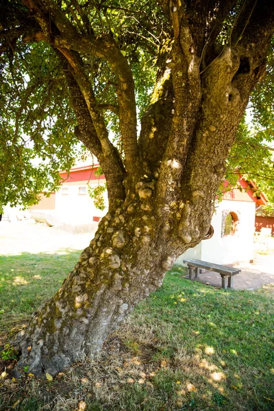 Very Old Apple Tree — Stock Photo, Image