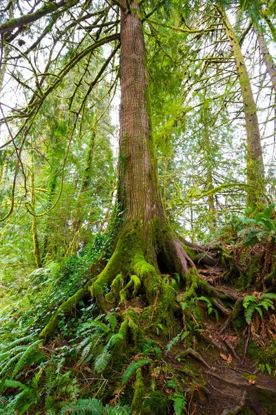 Árvore e samambaias na floresta — Fotografia de Stock