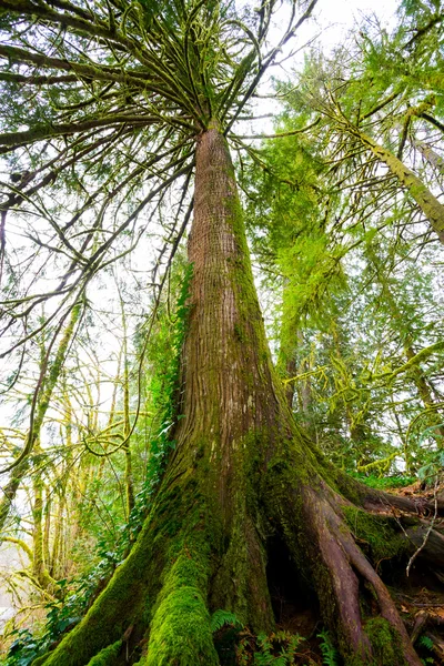 Árvore e samambaias na floresta — Fotografia de Stock