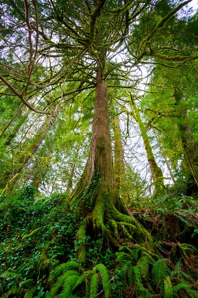 Drzewa i paprocie w lesie — Zdjęcie stockowe