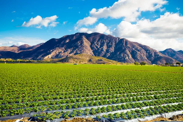 Strawberry Field and Mountains — Stock Photo, Image