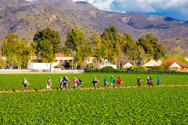 Campo de morango Agricultura Trabalhadores — Fotografia de Stock