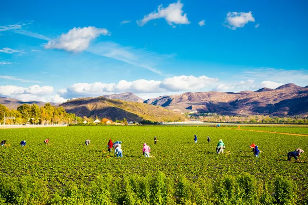 Campo de morango Agricultura Trabalhadores — Fotografia de Stock