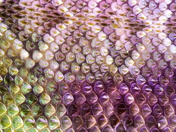 Escalas de pele de cobra Detalhe — Fotografia de Stock