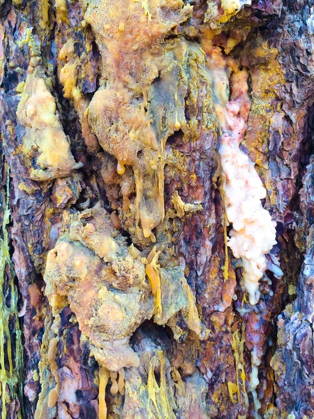 Ponderosa pine sap en schors — Stockfoto