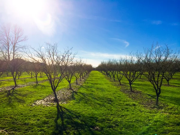 Nyplanterade FILBERTNÖT orchard — Stockfoto