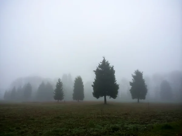Чотири дерева в туман — стокове фото