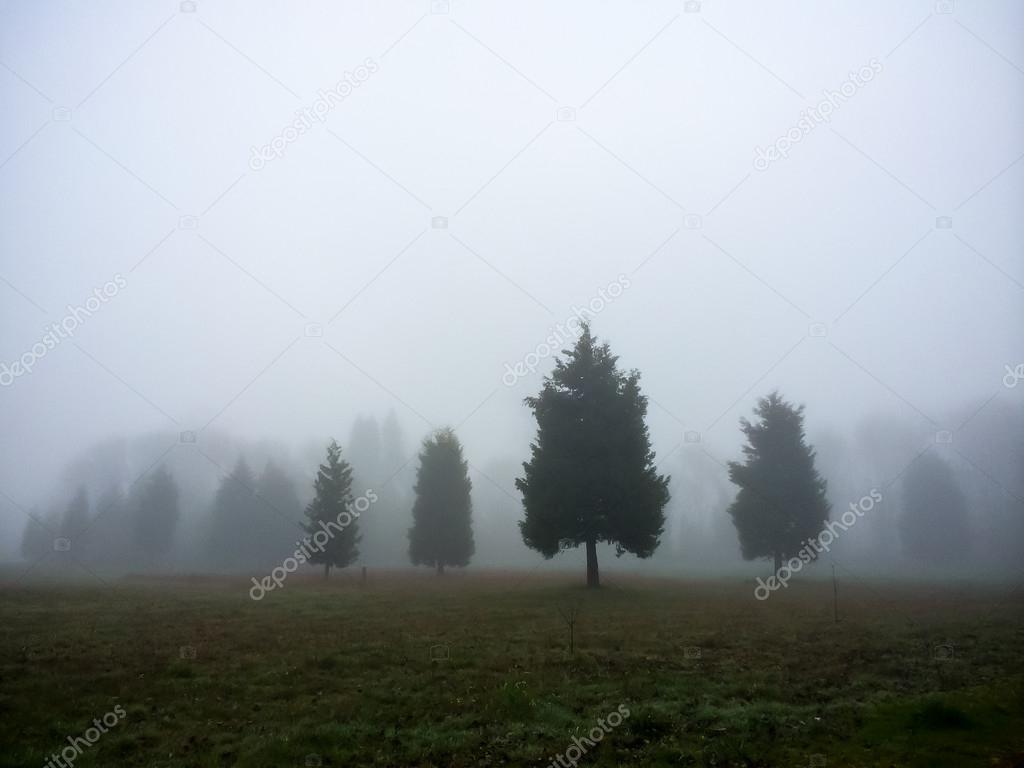 Four Trees in Fog