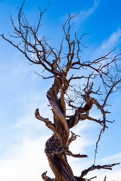 扭曲的桧树在冬天 — 图库照片