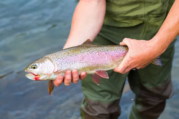 Catch and Release Native Rainbow Redside Trout — Stock Photo, Image