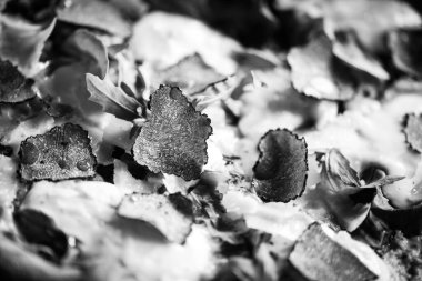 Taze malzemeli lezzetli İtalyan pizzası.