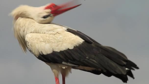 Bill-clattering Stork — Stock Video