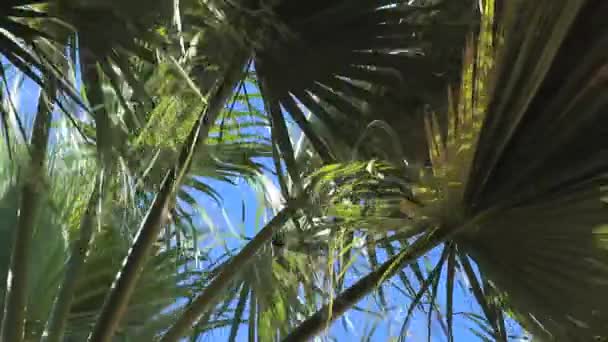 Palm tree leaves — Stock Video