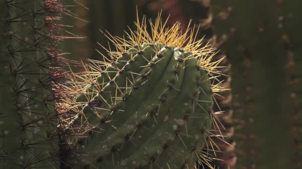 Cactus — Stockvideo