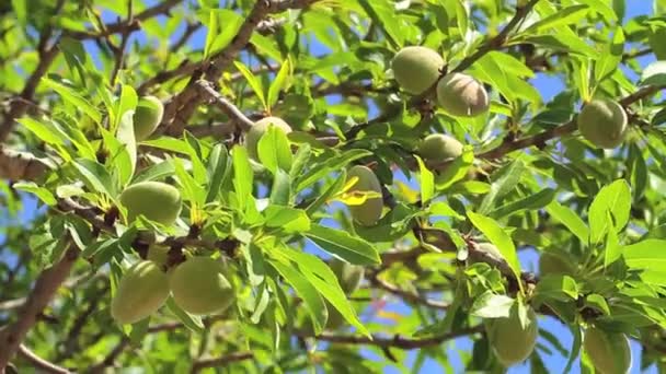 Almendras — Vídeo de stock