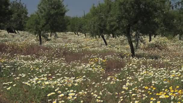 Gebied van bloemen — Stockvideo