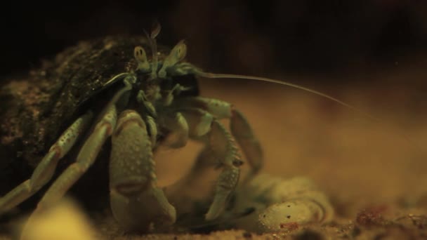 Crabe ermite — Video