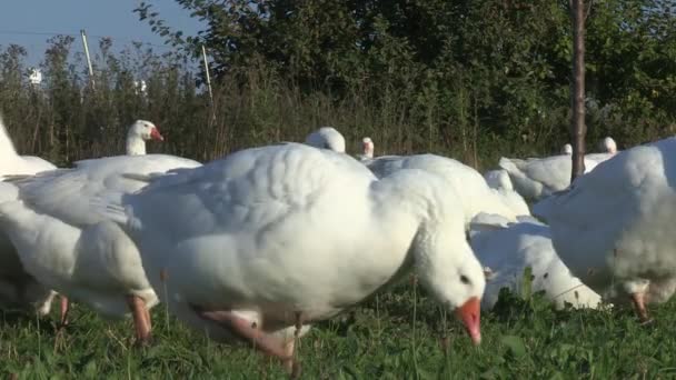 Domestic Geese Feeding — Stock Video