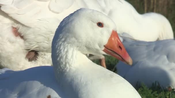 Hausgans rastet aus — Stockvideo