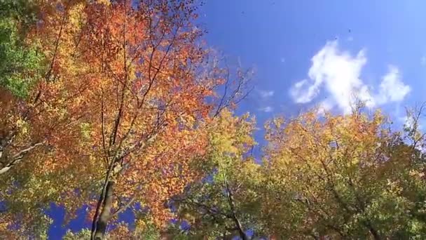 Queda em uma floresta de faia — Vídeo de Stock