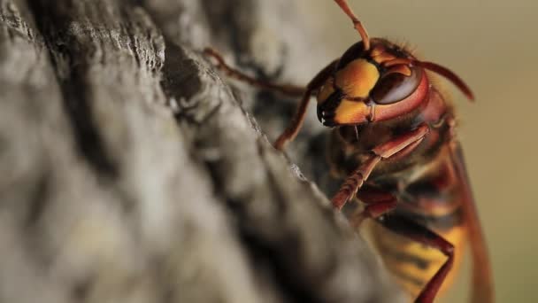 Eşek arısı — Stok video