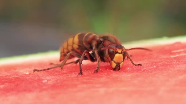 Hornet livnär sig på en vattenmelon — Stockvideo