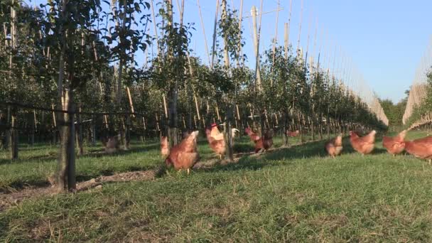 Poulet dans un verger — Video