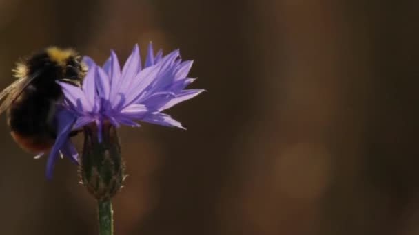 Bumblebee em um Cornflower — Vídeo de Stock