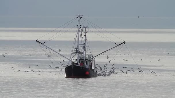 Barco de camarão seguido de gaivotas — Vídeo de Stock